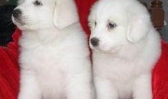 大白熊最新爆料,娱乐圈幕后真相大曝光！